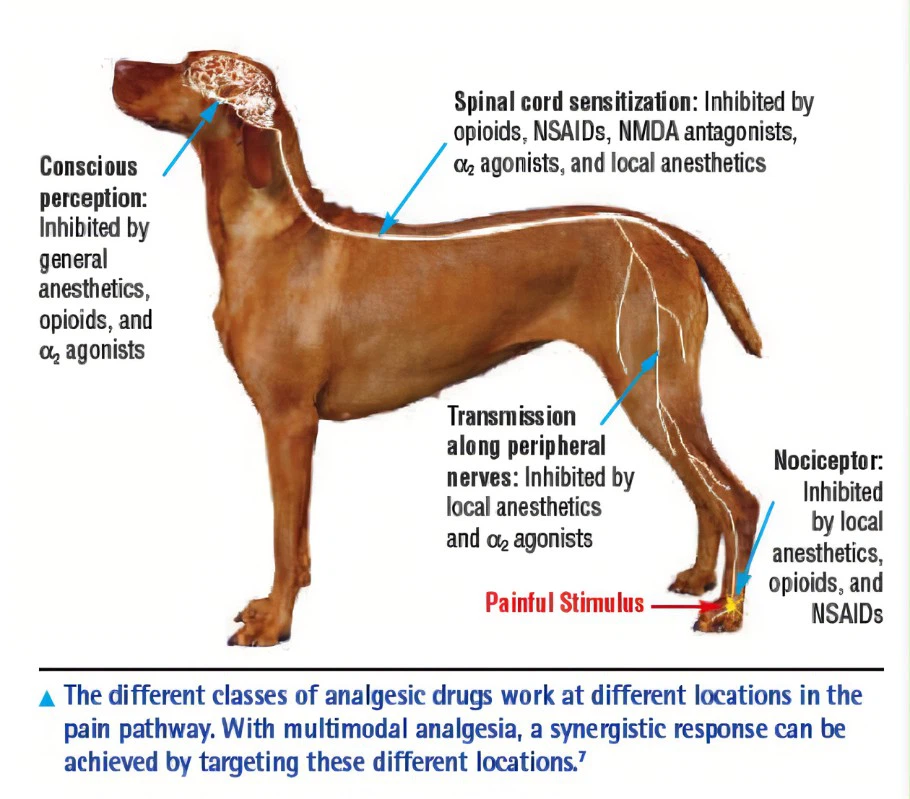 canine cold laser therapy 2 canine cold laser therapy 2